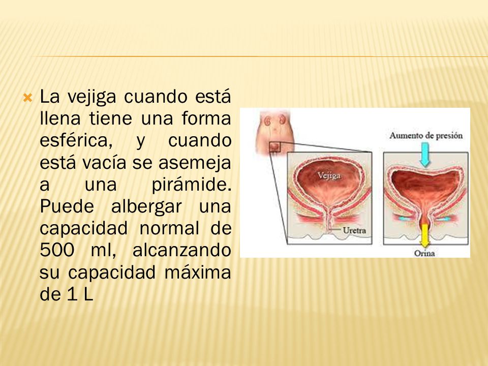Vejiga capacidad de la